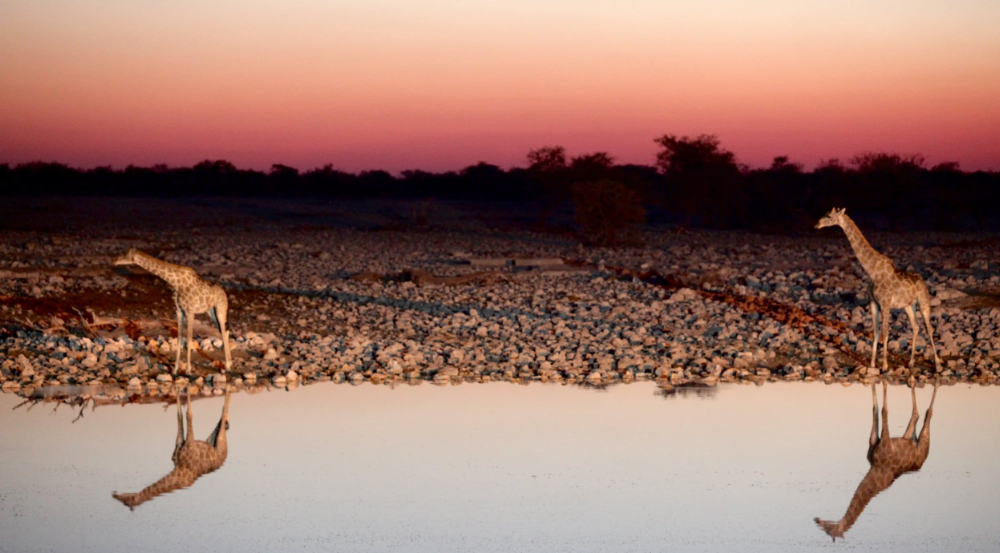 Etosha National Park, Oshikoto Region, Namibia